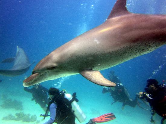 dolphins-with-our-divers